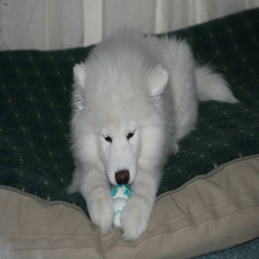 Samoyed dog