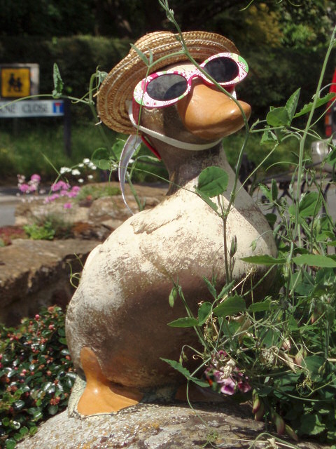 duck with sunglasses