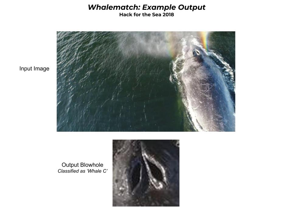 Example Whalematch Output