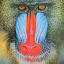 baboon image