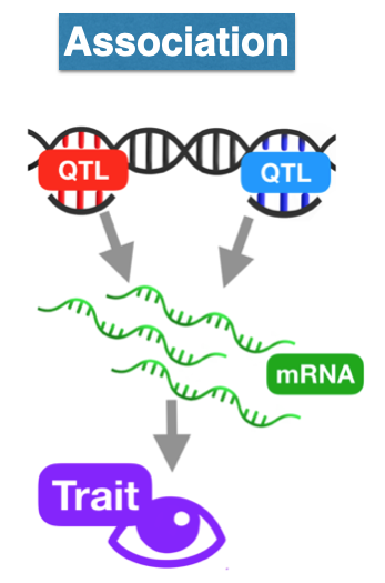 Transcriptome-wide association methods