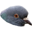 ShroudPigeon