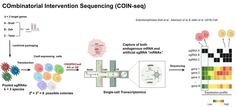 COIN-seq experimental design