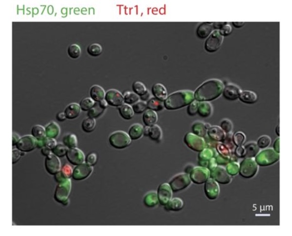 Candida albicans phenotypic heterogeneity