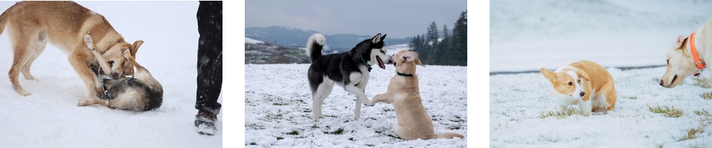 Search results for "Two dogs playing in the snow"
