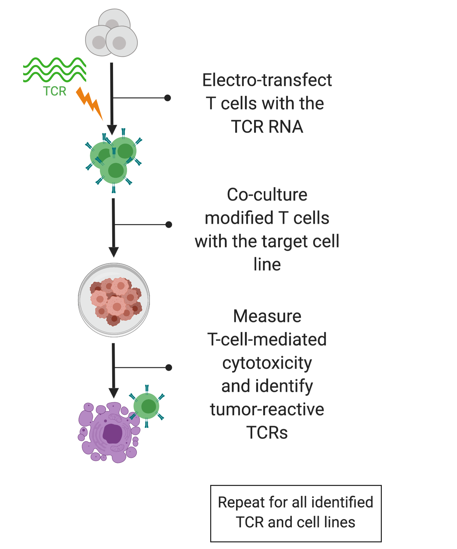 TCR transfer part II