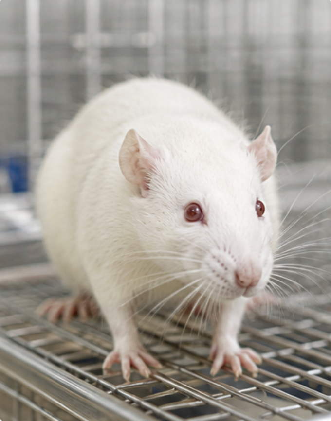 Tikus