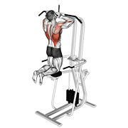 Assisted Parallel Close Grip Pull-Up animated exercise demonstration
