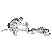 Assisted Prone Hamstring animated exercise demonstration