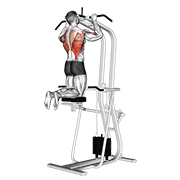 Assisted Pull-Up animated exercise demonstration