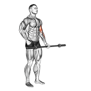Barbell Alternate Biceps Curl animated exercise demonstration