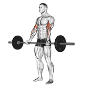 Standing barbell curl demonstration curling a barbell upward with an underhand shoulder-width grip
