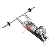 Barbell Pullover animated exercise demonstration