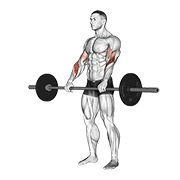 Barbell Reverse Curl animated exercise demonstration