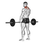 Barbell Shrug animated exercise demonstration
