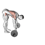 Barbell Standing Ab Rollerout animated exercise demonstration