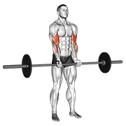 Barbell Standing Close Grip Curl animated exercise demonstration