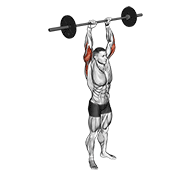 Barbell Standing Overhead Triceps Extension animated exercise demonstration
