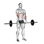 Barbell Standing Reverse Grip Curl animated exercise demonstration