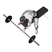 Barbell Wrist Curl animated exercise demonstration