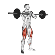 Barbell Zercher Squat animated exercise demonstration