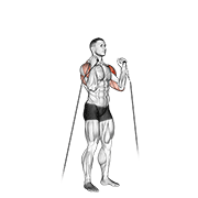 Cable Alternate Shoulder Press animated exercise demonstration