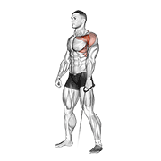 Cable Forward Raise animated exercise demonstration