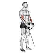 Cable Hammer Curl (With Rope) animated exercise demonstration