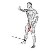 Cable Hip Adduction animated exercise demonstration