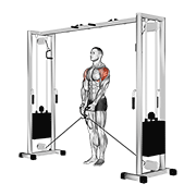 Cable Lateral Raise animated exercise demonstration