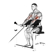 Cable Preacher Curl animated exercise demonstration