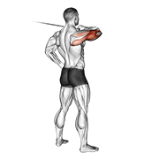 Cable Rear Drive animated exercise demonstration