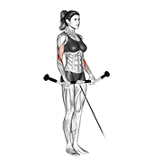 Cable Reverse Curl animated exercise demonstration