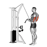 Cable Reverse-Grip Pushdown animated exercise demonstration