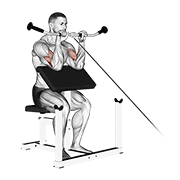Cable Reverse Preacher Curl animated exercise demonstration