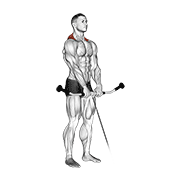 Cable Shrug animated exercise demonstration
