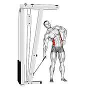 Cable Side Bend animated exercise demonstration