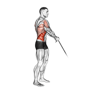 Cable Standing Lift animated exercise demonstration