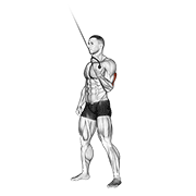 Cable Standing One Arm Triceps Extension animated exercise demonstration