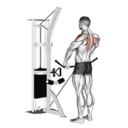Cable Upright Row animated exercise demonstration