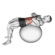 Crunch (On Stability Ball) animated exercise demonstration