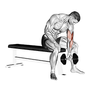 Dumbbell Concentration Curl animated exercise demonstration