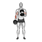 Dumbbell Cross Body Hammer Curl animated exercise demonstration
