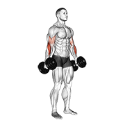 Standing hammer curl demonstration curling dumbbells with a neutral palms-facing grip
