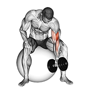Dumbbell One Arm Concentration Curl (On Stability Ball) animated exercise demonstration