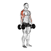 Dumbbell Raise animated exercise demonstration