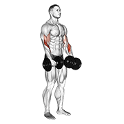 Dumbbell Revers Grip Biceps Curl animated exercise demonstration