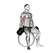 Dumbbell Seated Biceps Curl (On Stability Ball) animated exercise demonstration