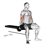 Dumbbell Seated Curl animated exercise demonstration