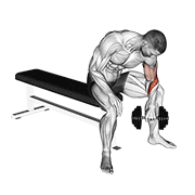 Dumbbell Seated Revers Grip Concentration Curl animated exercise demonstration